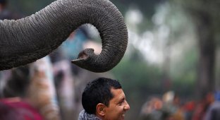 Фестиваль слонов (24 фото)