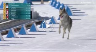 Собака ворвалась в командный спринт на Олимпиаде