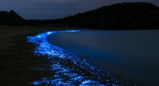 Amazing creatures that can glow in the dark (12 photos)