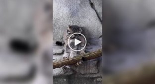 A baby Pallas's cat doesn't want to go home