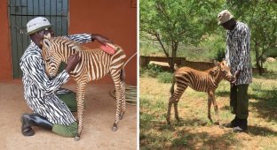 Как спасти осиротевшую зебру, притворившись ее сородичем (5 фото + 1 видео)