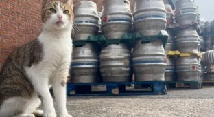 Peanut, a Cat from the UK Who Loves Beer (3 photos)