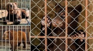 Украинские зоозащитники спасли семейство медведей (11 фото)