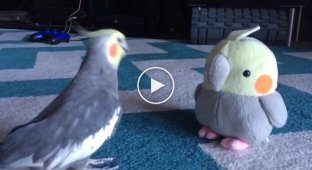 A parrot's funny reaction to a plush version of itself