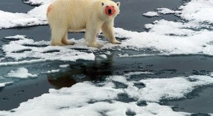 15 самых опасных для человеческой жизни животных на планете (16 фото)