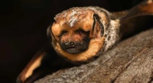 A Beauty Contest Was Held In The USA bats (7 photos)