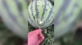 Don't Want a Watermelon