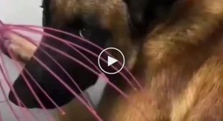 What a cute dog