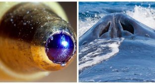 25 Unusual Photos of Ordinary Objects, Animals, and Processes (26 photos)
