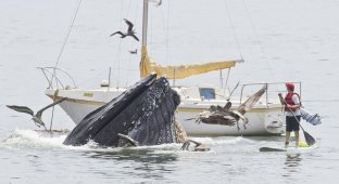 Горбатые киты у побережья Калифорнии (5 фото)