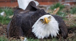 Papa Eagle sat on a stone for 2 months (3 photos)