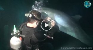 The dolphin suddenly swam up to the divers. People were stunned when they found out what was the matter ...