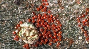 A fruit mite: small red bugs on leaves (9 photos)