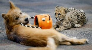Детёныш гепарда подружился с щенком в американском зоопарке (5 фото + 2 видео)