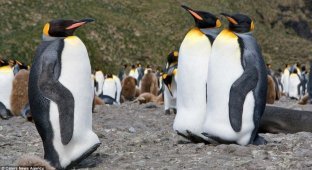 200 тысяч пингвинов (5 фотографий)