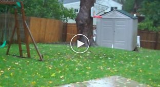 Ураганный ветер губит дерево