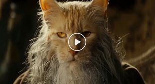 Cat versions of "The Lord of the Rings" and "Harry Potter"