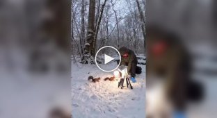 Funny shots from the lives of animals and birds