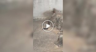 Малыш Панч защитил подружку