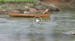 Two dogs in a boat asking for help