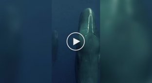 Nothing special, just sperm whales relaxing