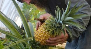 В Валаамском монастыре послушники вырастили экзотический фрукт (3 фото)