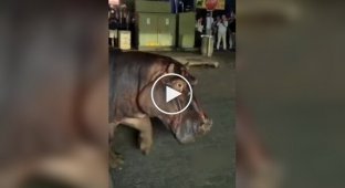 Пробка по-африкански: два бегемота вышли на дорогу и остановили весь город