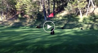 Медвеженок играет с флагом на поле для гольфа