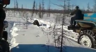В Якутии вахтовики намеренно задавили медведя (жесть)