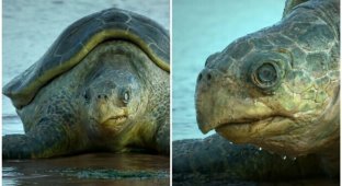 К морским черепахам подселили невероятно реалистичную "черепаху-шпионку" (21 фото + 1 видео)