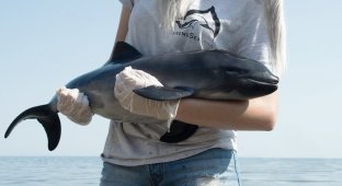 Black Sea porpoise (8 photos)