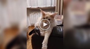 The cat doesn't let other pets miss