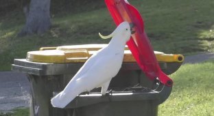 Cockatoos nearly beat Australians in tech fight over garbage (7 pics + 1 video)