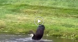 Bald Eagle swoops down and catches a big fish in Indianapolis, USA