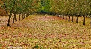 Ураган «Офелия» помог собрать урожай в яблоневом саду (4 фото)