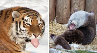 Челябинский зоопарк: неудачные фото животных (18 фото)