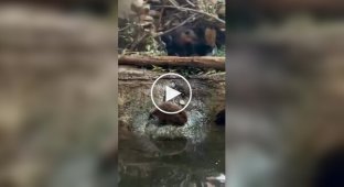 A Beaver Didn't Want to Go to Bed and Escaped