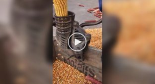 Старая кукурузолущилка с ручным приводом