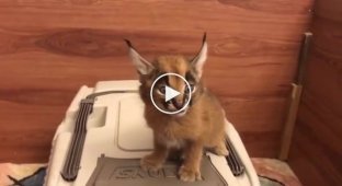 How a baby lynx meows