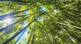 Правда ли, что бамбук может расти по метру в день? (1 фото)