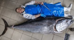 Шотландский суши-ресторан приобрел тунца-рекордсмена (4 фото)