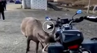 Оленю не понравился железный конкурент с рогами, поэтому он забодал байк, а затем и хозяина