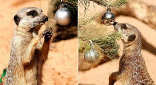  Рождество у животных в зоопарках (17 фото)