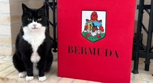 Британский «первый кошачий дипломат» получил новую миссию на Бермудских островах (3 фото)