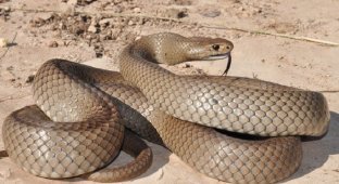 Топ 10 опасных змей в мире (11 фото)