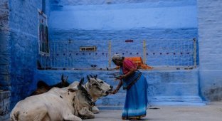 Традиции Индии: почему в этой стране корова признана священным животным? (6 фото + 1 видео)