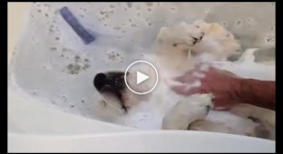Собака которая очень любит принимать ванну