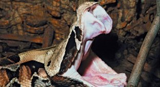 Gabon viper: the famous thick snake with the strongest poison (8 photos)