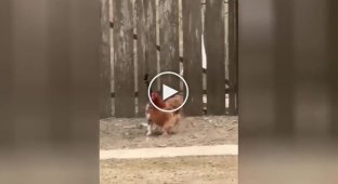 Кот не дает проходу курице