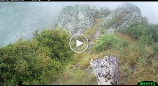 Snow leopard kittens sniffed a camera trap